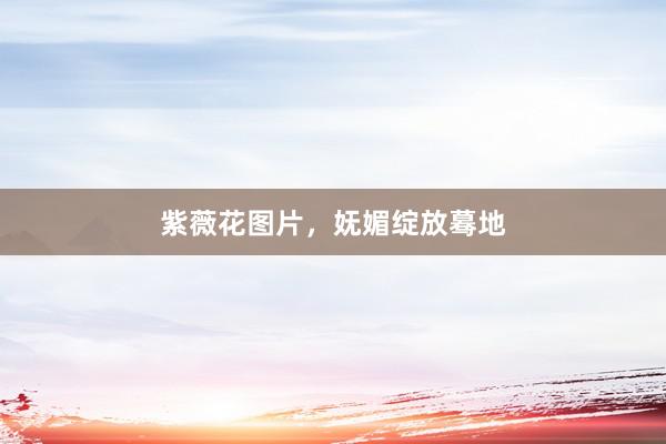 紫薇花图片，妩媚绽放蓦地